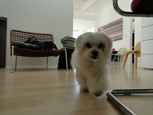 CrownridgeDrive3531 2015-02-09 TJW 029